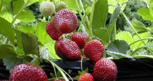 Cómo cultivar fresas en casa