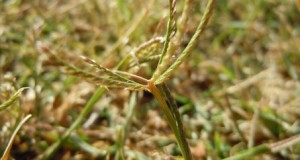 Curiosidades sobre plantas