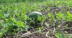 Cómo cultivar las sandías