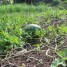 Cómo cultivar las sandías