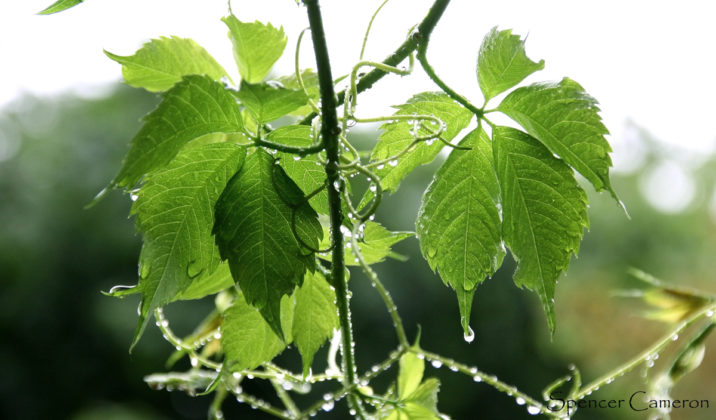 Podar Una Parra Para Convertirla En Una Planta Frondosa Y Fuerte