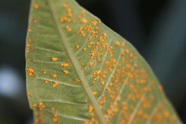 Cómo tratar las plagas y enfermedades comunes de las plantas