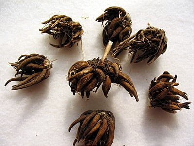 raiz-tuberosa.jpg raiz tuberosa