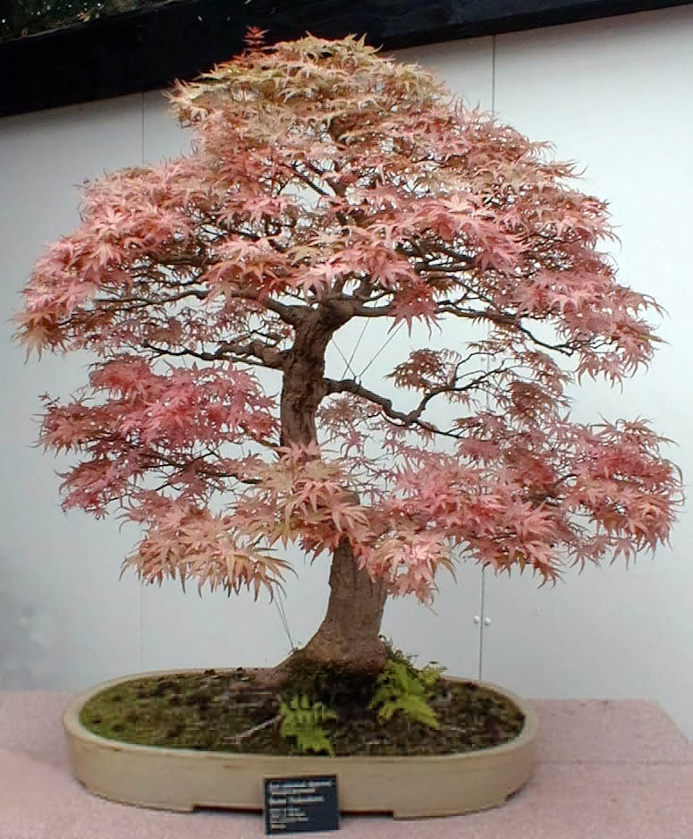 bonsai rosa