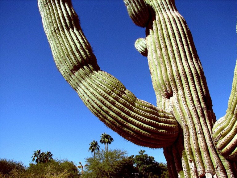 Los Cactus. Una planta muy Interesante Los Cactus. Una planta muy Interesante