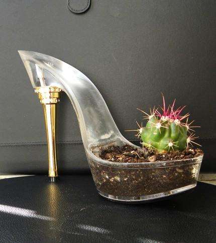 cactus-zapato.jpg cactus zapato