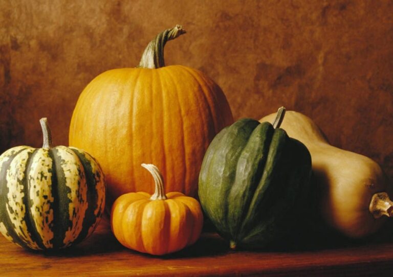 Cultivo Calabazas en Macetas Cultivo Calabazas en Macetas