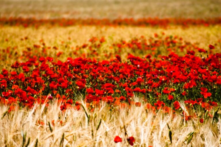 Planta de la Amapola