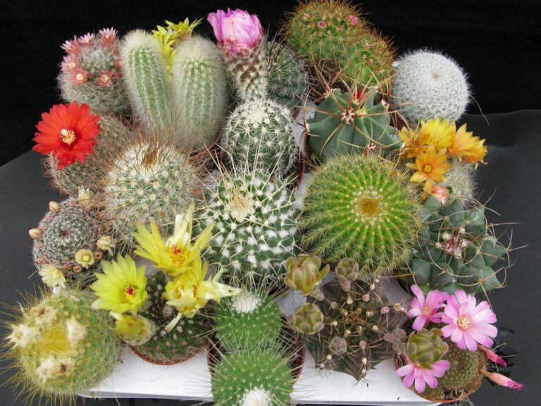 ¿Te encantan los Cactus? Consejos ¿Te encantan los Cactus? Consejos