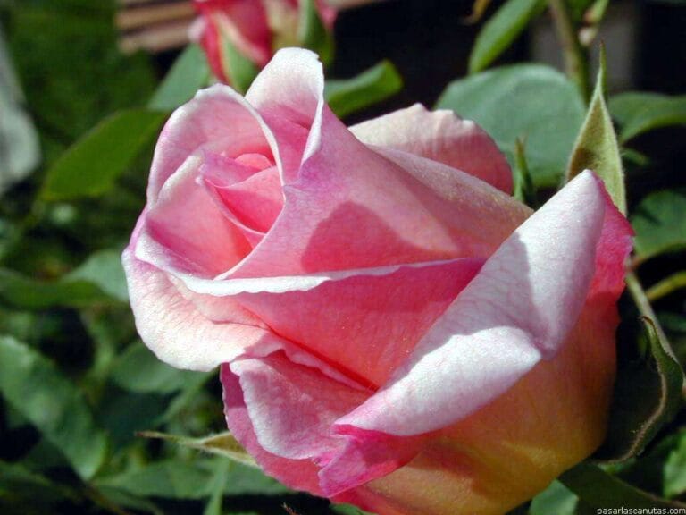 Cuidados y recomendaciones de las rosas