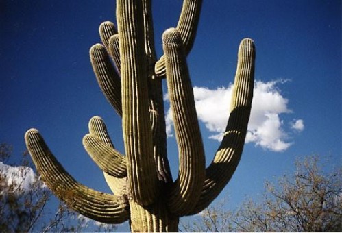 cactus1