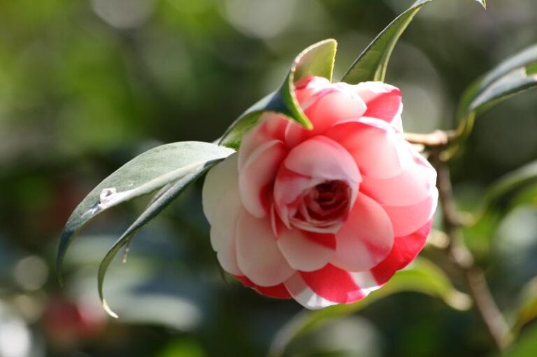 Decora con tus Camelias