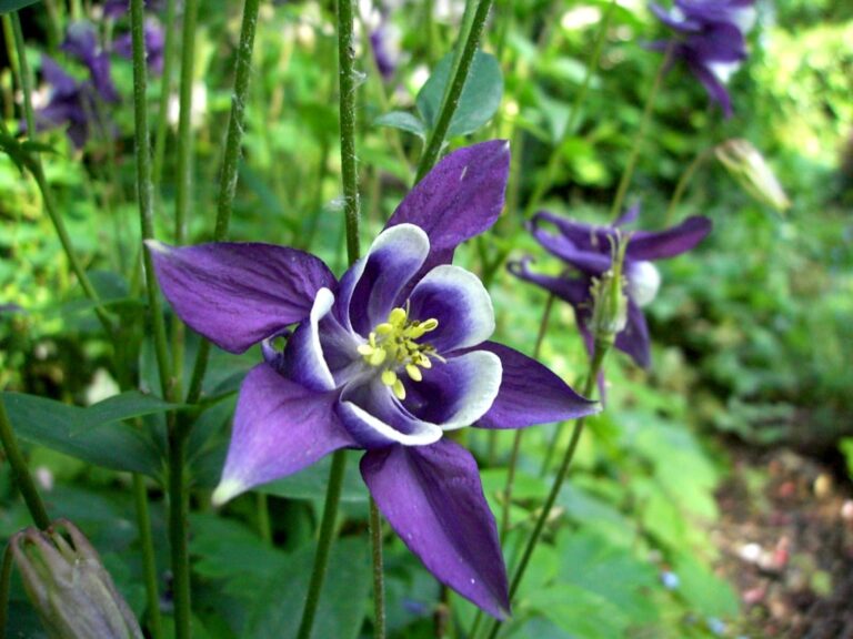 Planta Aquilegia Planta Aquilegia
