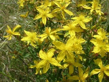 flor-san-juan.jpg flor san juan