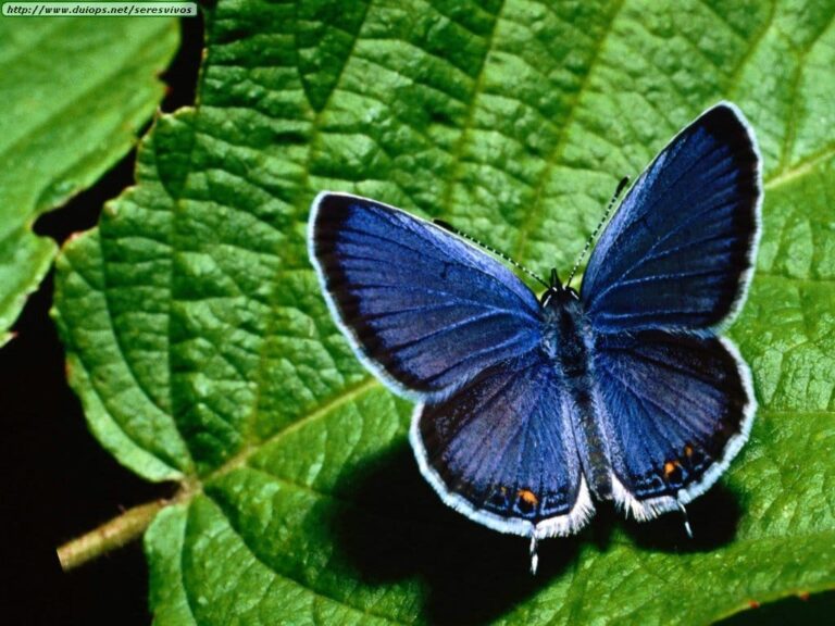 Mariposas en tu jardín Mariposas en tu jardín