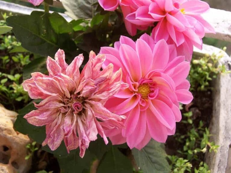 Consejos para conservar las flores en el interior de la casa