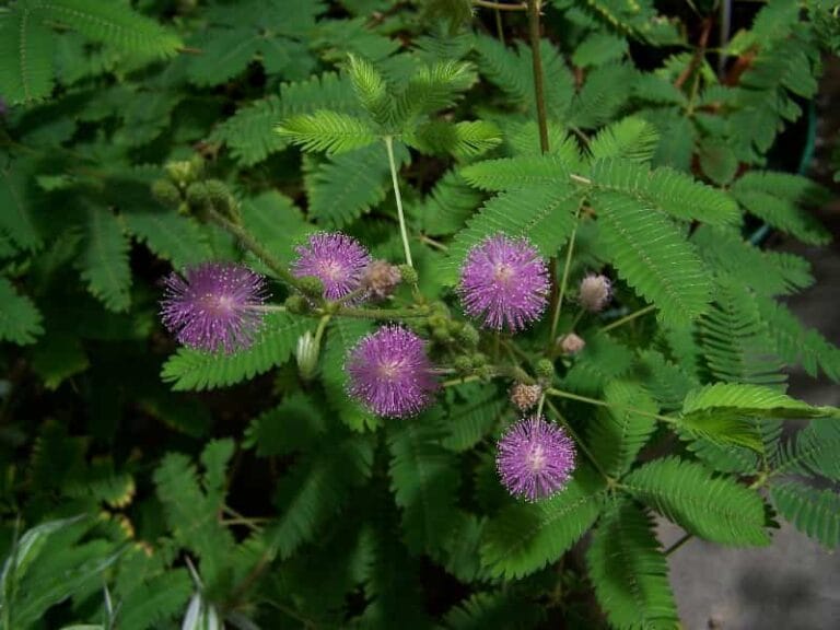 La Mimosa Púdica
