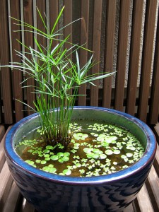 planta acuatica