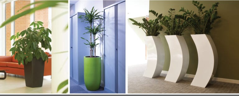 Photo. Planta ornamental