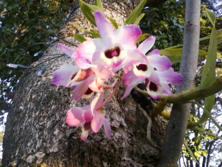 Orquídeas en el tronco de un árbol
