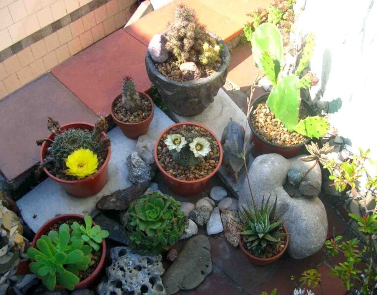 Cómo cuidar los cactus Cómo cuidar los cactus