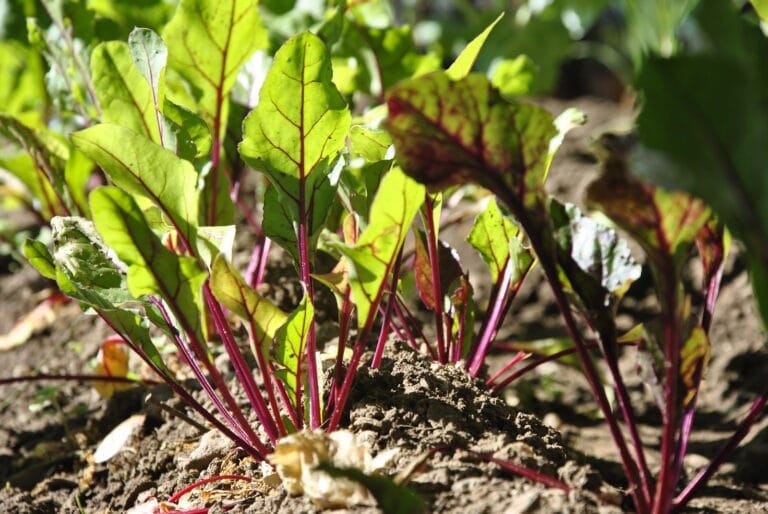Un Jardín lleno de aromas
