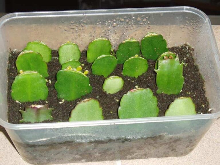 Enfermedades del cactus de Navidad Enfermedades del cactus de Navidad