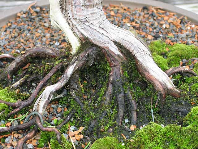 suelo bonsai