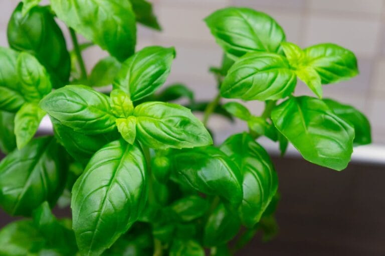Pautas para cultivar la Albahaca