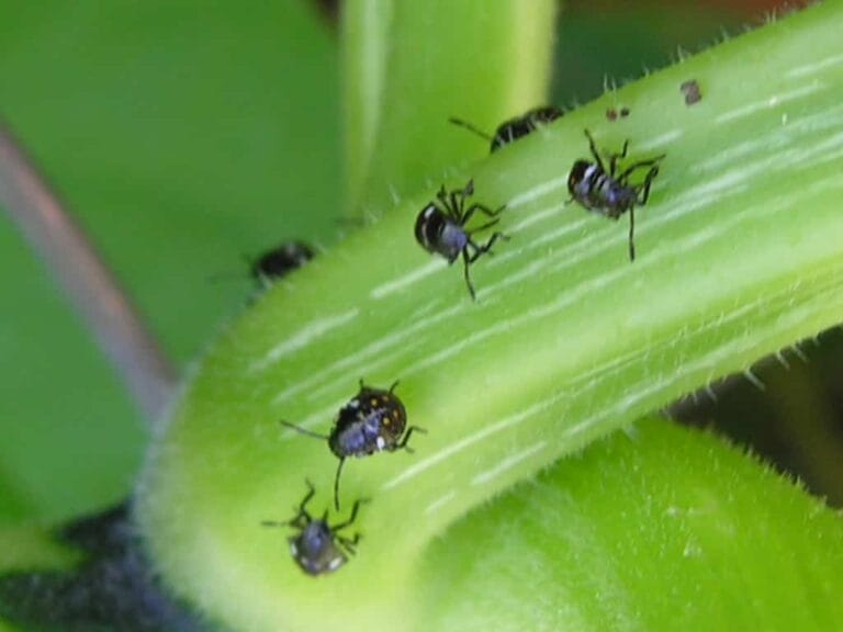 Cómo eliminar las plagas de los vegetales