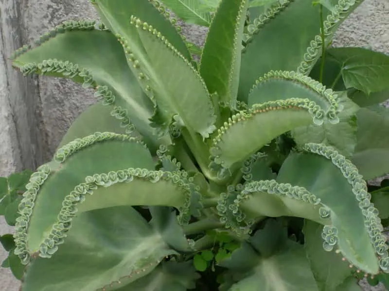 planta fortuna