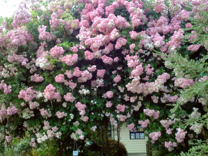 Decora Tu Jardín Con Rosales Trepadores - Ideas Para Jardines Y Decoración