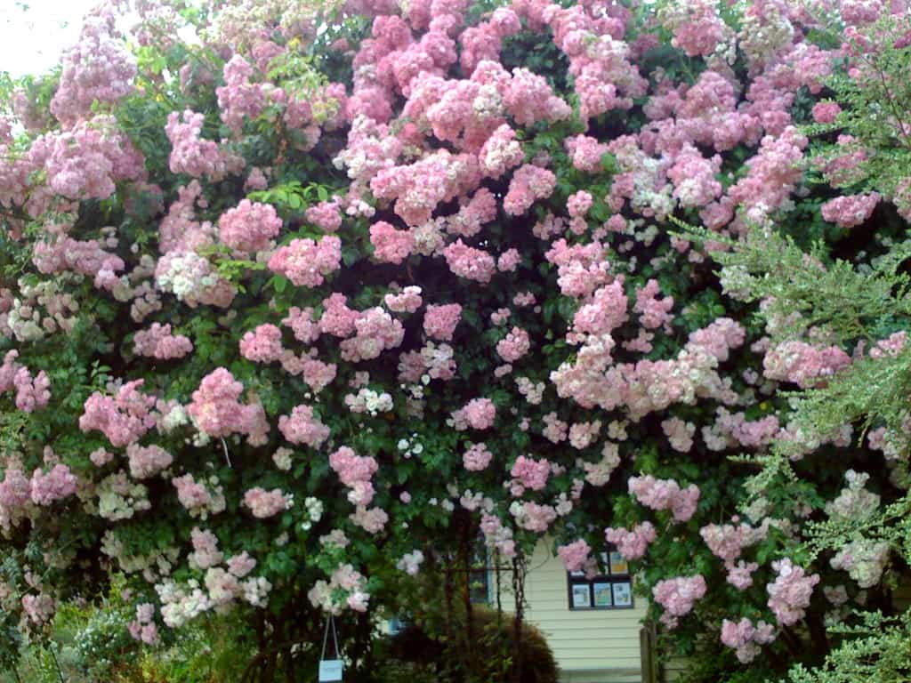Decora Tu Jardin Con Rosales Trepadores Ideas Para Jardines Y Decoracion