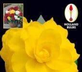 Bulbo Begonia doble amarilla