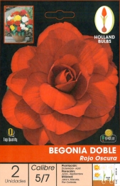 Bulbo Begonia doble roja oscura