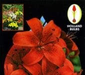 Bulbo Lilium rojo
