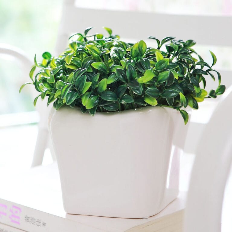 Tips para decorar nuestra casa con plantas Tips para decorar nuestra casa con plantas