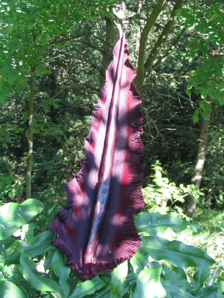 Selección de plantas venenosas -Parte I- Selección de plantas venenosas -Parte I-