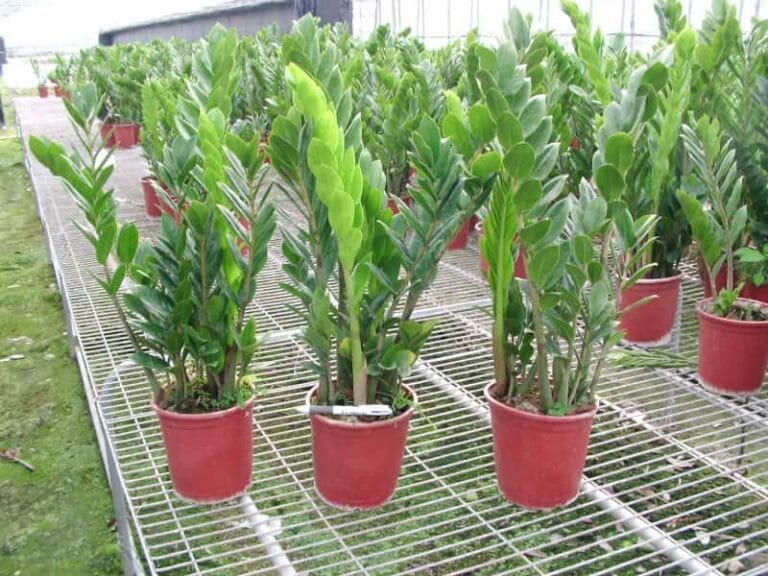 Cómo calcular la altura de las plantas Cómo calcular la altura de las plantas