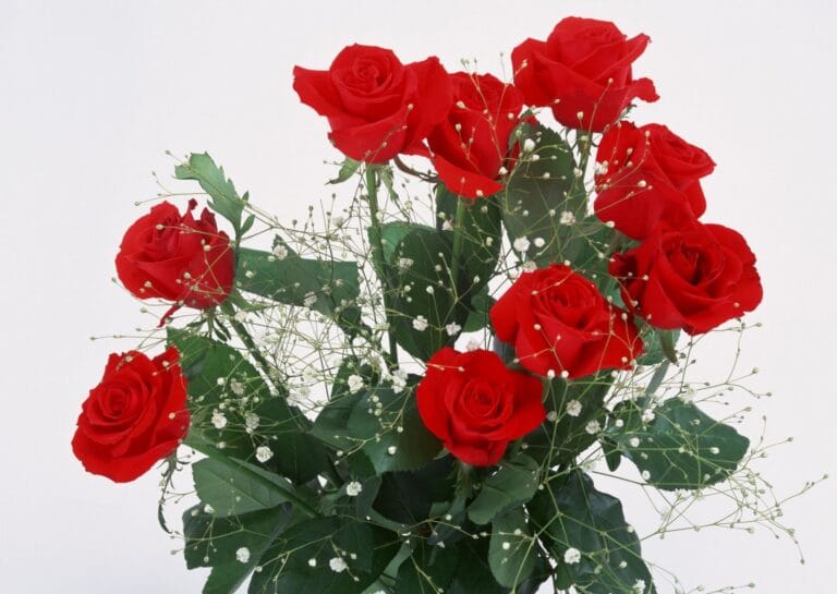 Flores románticas para San Valentín Flores románticas para San Valentín