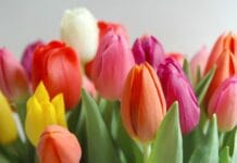 El Tulipán y sus características