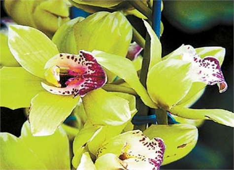 Orquídea Shenzhen Nongke(1)