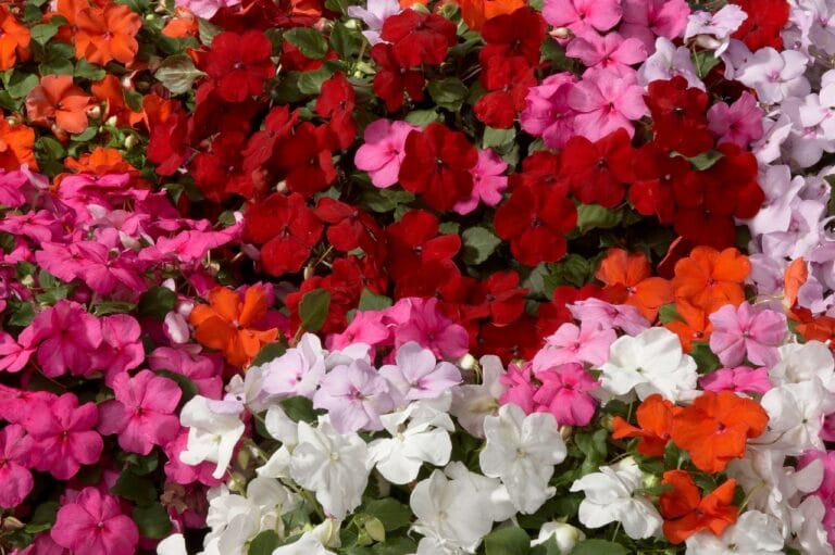 Plantas para entornos sombríos Plantas para entornos sombríos