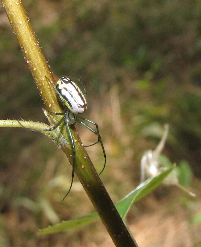 araña