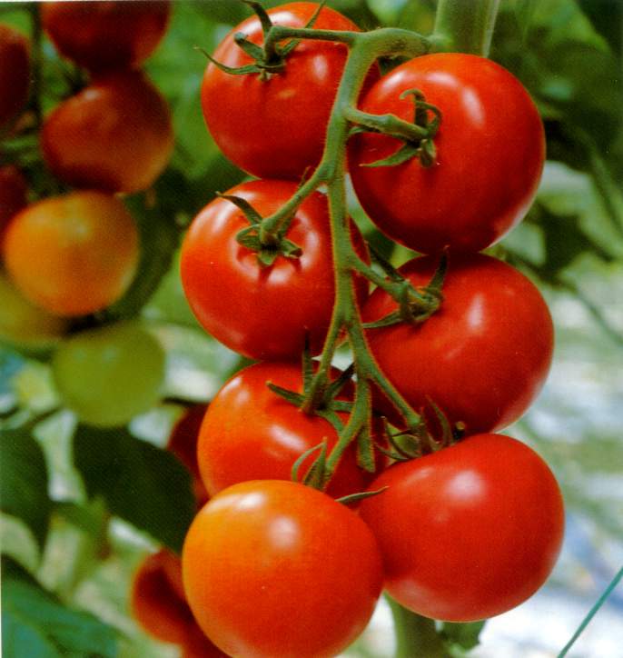 Germinación del tomate