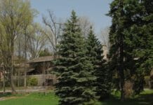 Diferentes especies de pinos y cedros