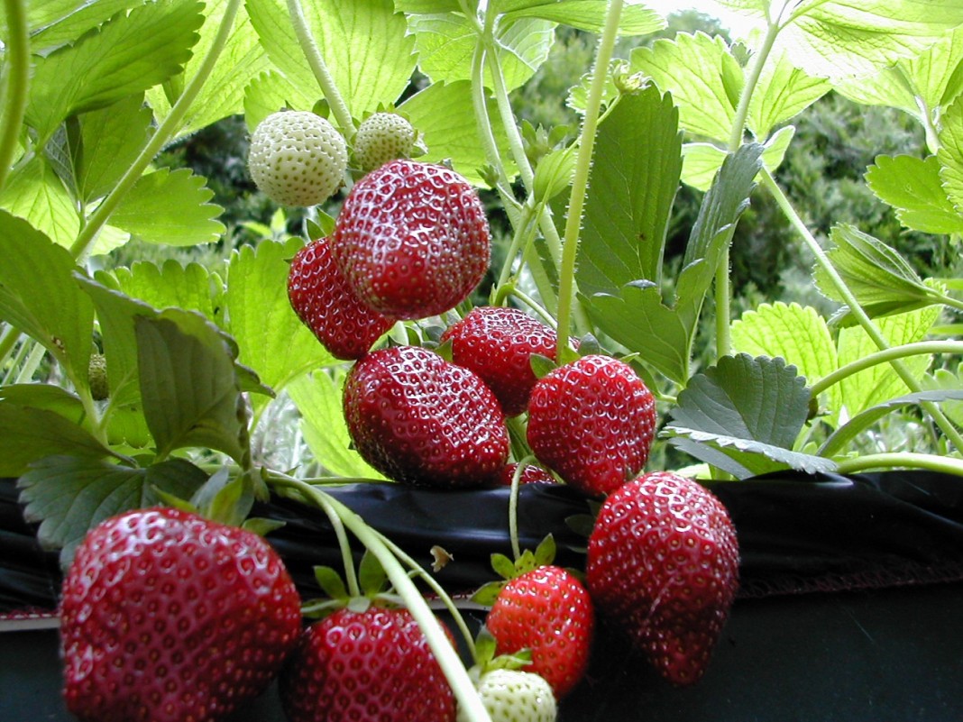 Cómo Cultivar Fresas En Casa Ideas Para Jardines Y Decoración