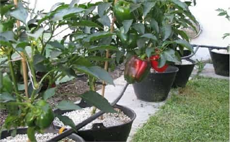cultivar pimienta