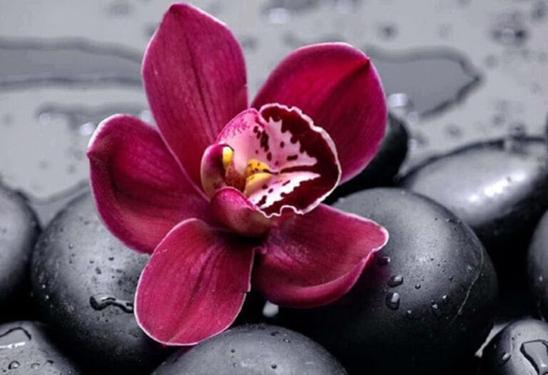 Información sobre las especies de Orquídeas Información sobre las especies de Orquídeas
