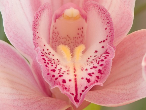 Abonado de las orquídeas